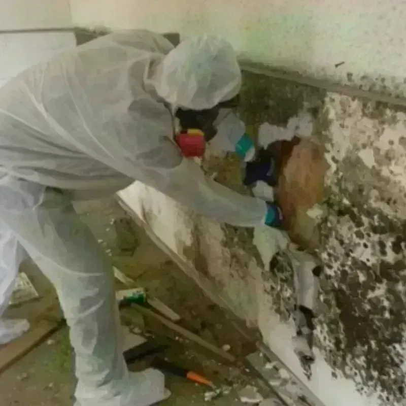 Mold Remediation and Removal in Dakota County, NE